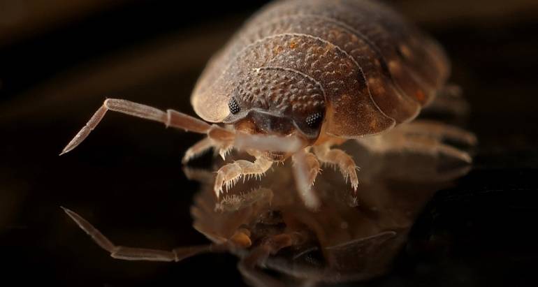 Bed bugs facts and removal