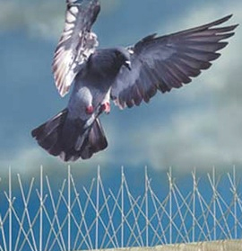 bird-control-newcastle