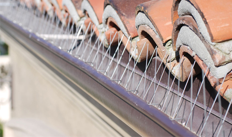 bird-proofing-newcastle