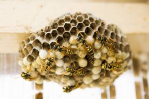 get-rid-of-wasp-nest-newcastle