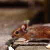 mouse-in-loft-newcastle