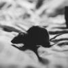 pest-control-mice-newcastle