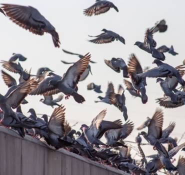 Bird Proofing