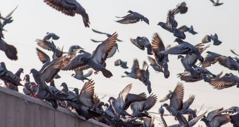 Bird Proofing