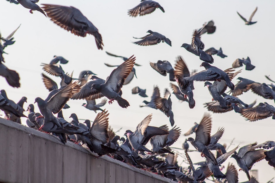 Bird Proofing