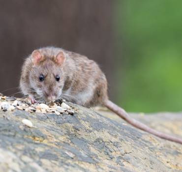Rat Control