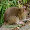 rats-in-garden-newcastle
