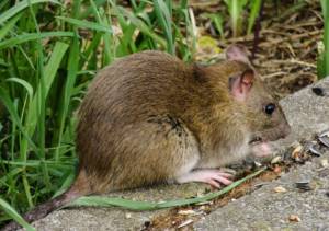 rats-in-garden-newcastle