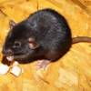 rats-in-house-newcastle