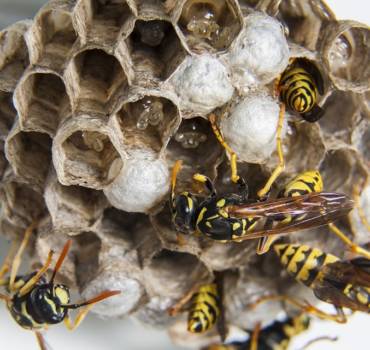 Wasp Nest Removal