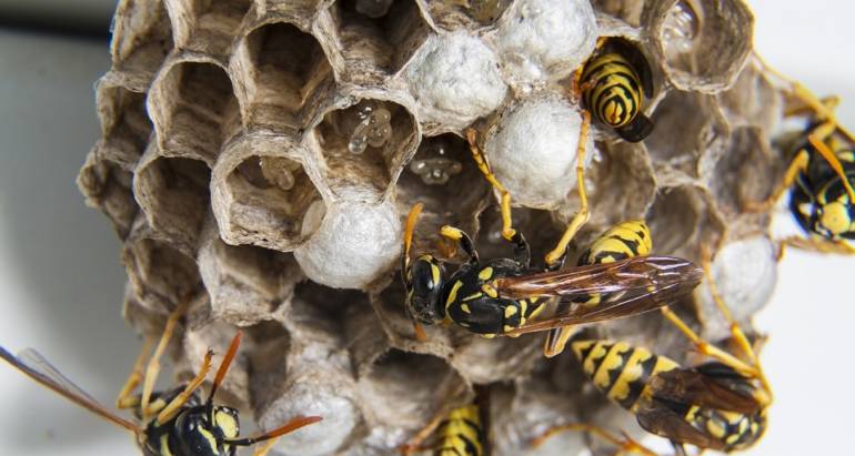 Wasp Nest Removal