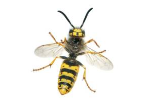 wasp-removal-newcastle-upon-tyne