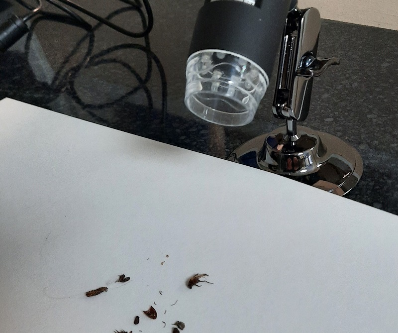 identify-insect-bug-newcastle-uk