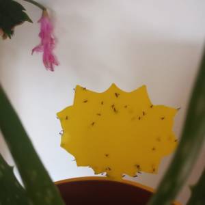 yellow sticky insect traps for sale, UK